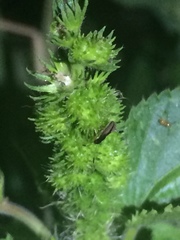 Myodocha serripes