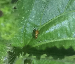 Myodocha serripes