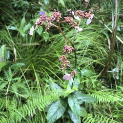 Hydrangea densifolia