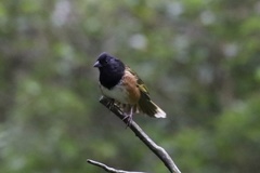 Pipilo maculatus macronyx