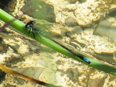 Ischnura gemina