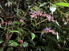 Hydrangea densifolia