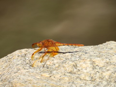 Sympetrum croceolum
