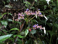 Hydrangea densifolia