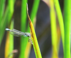 Ischnura gemina