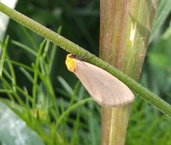 Chrysoecia thoracica