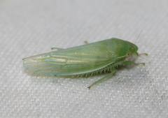 Gyponana angulata