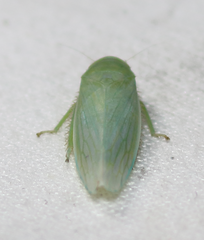 Gyponana angulata