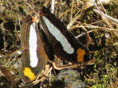 Adelpha iphicleola iphicleola