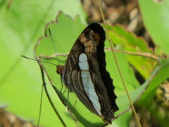 Adelpha iphicleola iphicleola