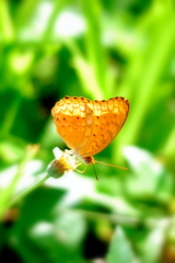 Phalanta phalantha phalantha