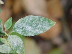 Neoerysiphe galeopsidis