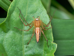 Oxyopes javanus