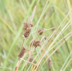 Carex extensa