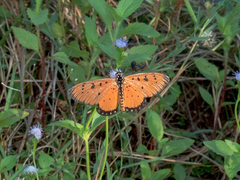 Acraea terpsicore