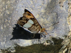 Adelpha iphicleola iphicleola