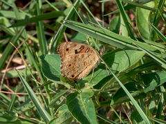 Junonia orithya