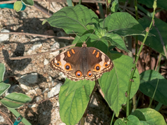Junonia orithya
