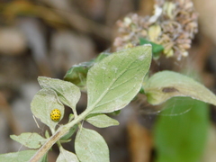 Neoerysiphe galeopsidis
