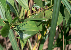 Oecophylla smaragdina