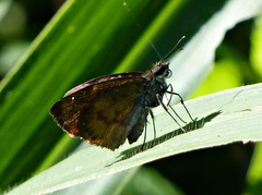 Zera tetrastigma erisichthon