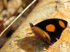 Catonephele numilia esite
