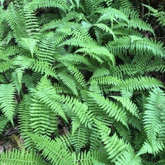 Amauropelta beddomei