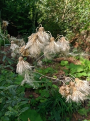 Cirsium arvense vestitum
