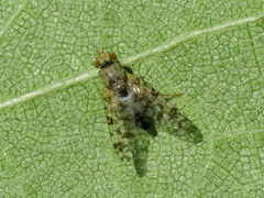 Tephritis stictica