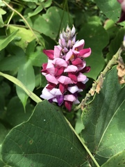 Pueraria montana lobata
