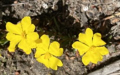 Hibbertia gracilipes