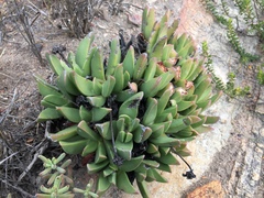 Machairophyllum albidum