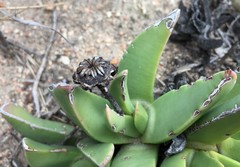 Machairophyllum albidum