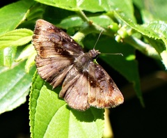 Zera tetrastigma erisichthon