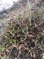 Juncus minutulus