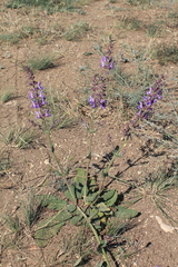 Salvia virgata