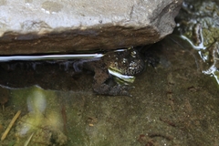 Bombina variegata pachypus