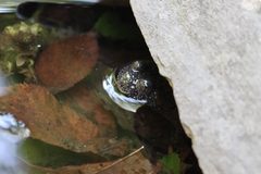 Bombina variegata pachypus