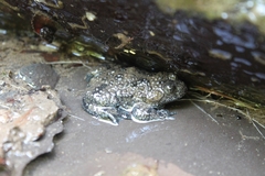 Bombina variegata pachypus