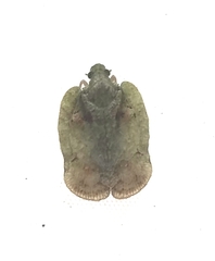 Flataloides scabrosus