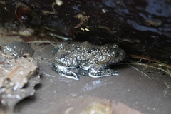 Bombina variegata pachypus