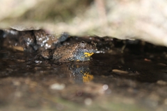Bombina variegata pachypus
