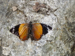 Hypanartia godmanii
