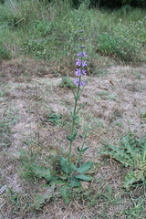 Salvia virgata