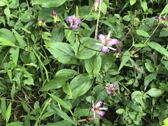 Tricyrtis lasiocarpa