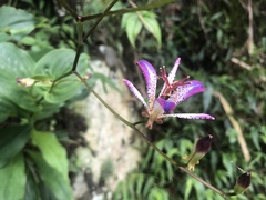 Tricyrtis lasiocarpa