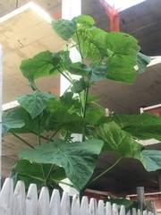 Paulownia tomentosa