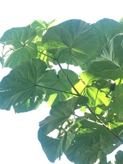 Paulownia tomentosa