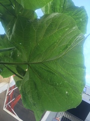 Paulownia tomentosa