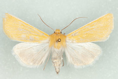 Copablepharon canariana